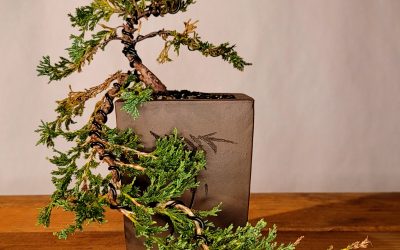 Cascade Juniper Bonsai