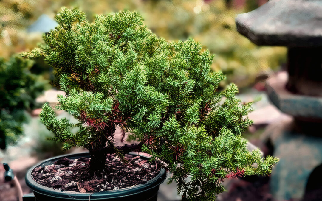 How to Choose Your First Bonsai Tree Without Overthinking It