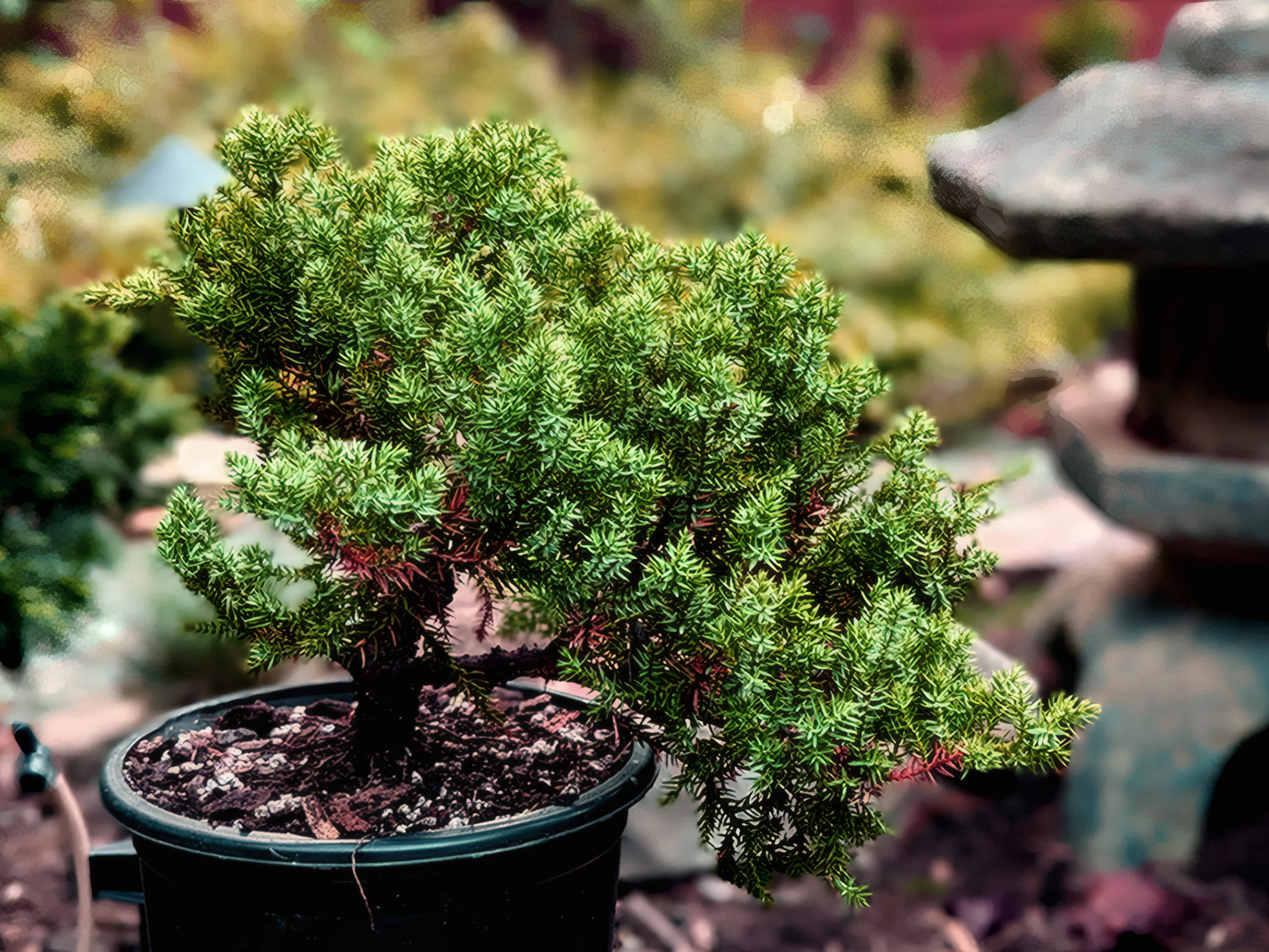 juniper tree, pre-bonsai
