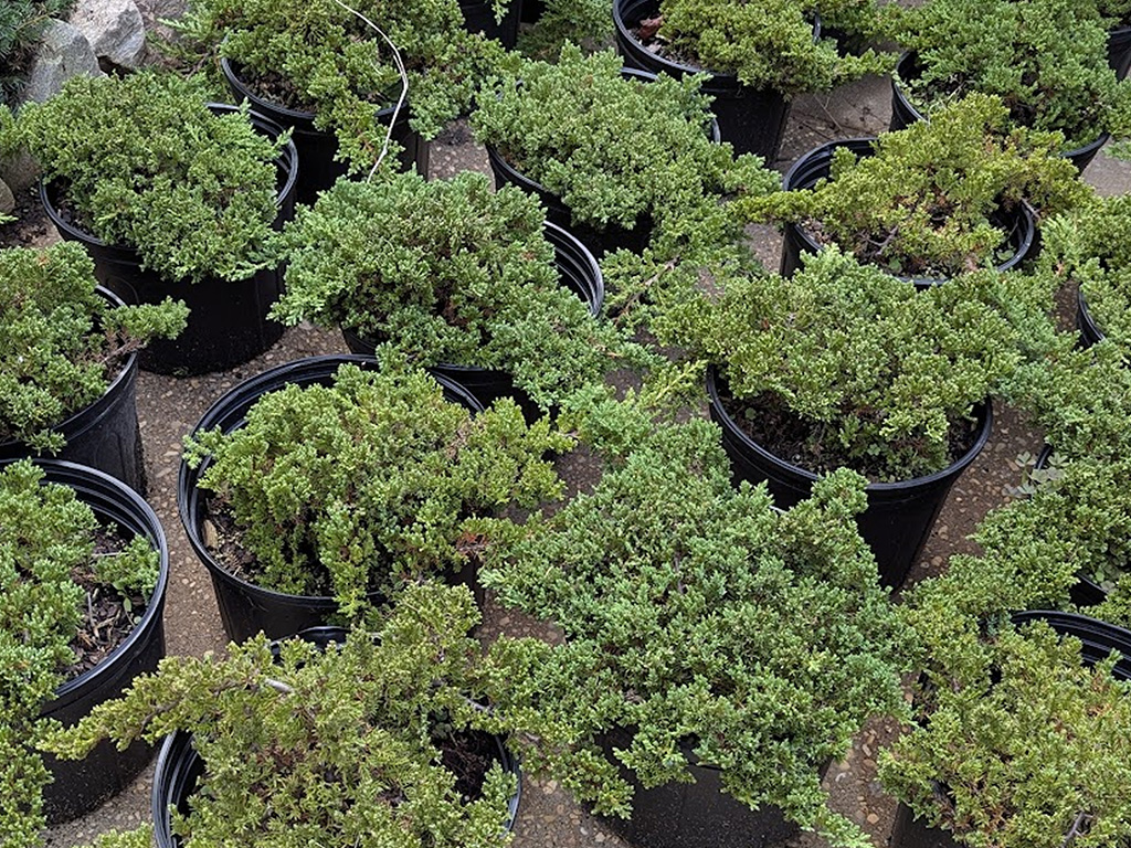 juniper trees in a group