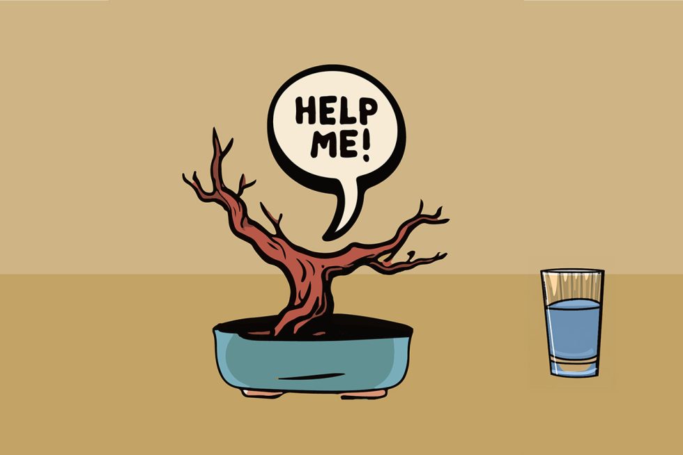 6 Bonsai Watering Hacks for Your Vacation Tree Bender Bonsai