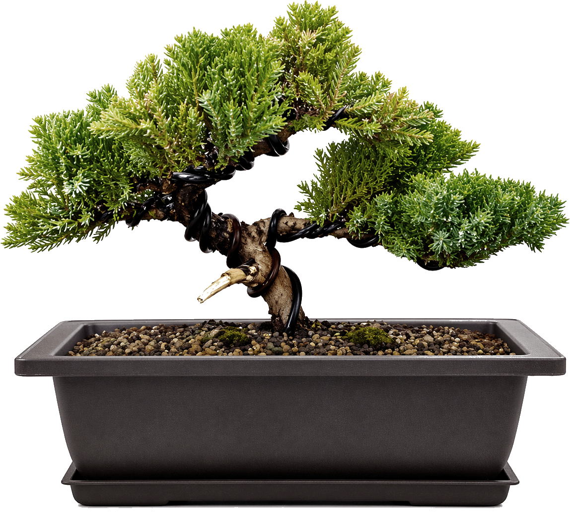 Beginner bonsai tree ina training pot
