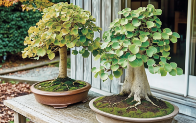 Starter Bonsai vs. Established Bonsai